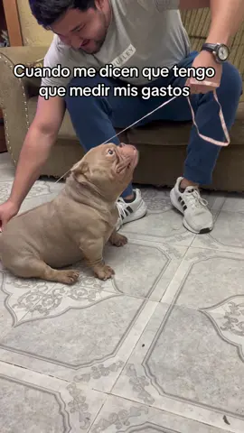 Ta grande mi gasto☠️🤣😁👌🏻#triplelavada #humor #americanbully #microbully #nanobully #exoticbully #doglover #mascotas #paratiiiiiiiiiiiiiiiiiiiiiiiiiiiiiii #viral #foryou #fyp #tiktok 