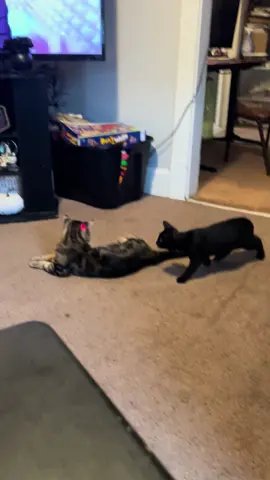 #catsoftiktok #funnycat #lasers 