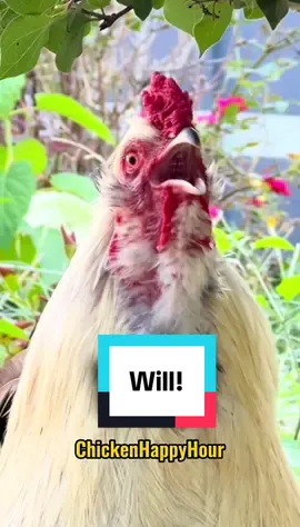 Frankie screams for ya #will #willie #william #memestiktok #chickenhappyhour  