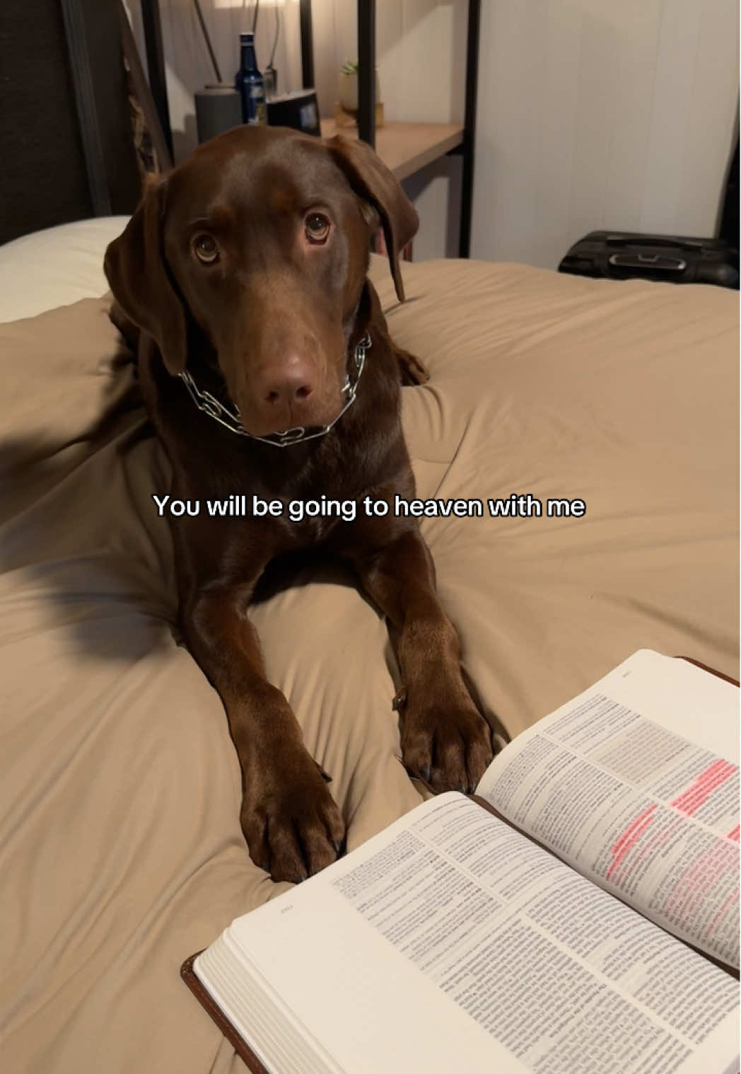 Can’t leave him behind #dog #puppy #labrador #PetsOfTikTok #chocolatelab #puppytiktok #labradorretriever 
