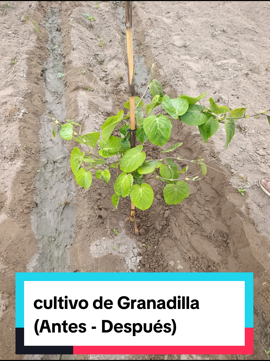 🔸🔶AgroInversiones Viera 🔶🔸  ¡Asesoramiento Garantizado! #agroinversionesviera  #asesoramientotecnico  #agronomia  #cultivodegranadilla 