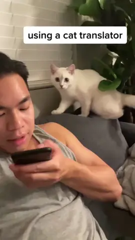 Cat Translator app 🙀🙀🙀😹😻 it's so funny 😹😻 #cat #cats #kitten #meow #catfight #catlovers #viral #funny #animals #trend  #thief #translator  #funny #fyp #pet #pets #mode #spycat #babies 