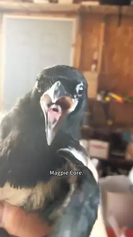 Magpie core🪶🪶#bird #birdsoftiktok #animals #magpie #fyp 