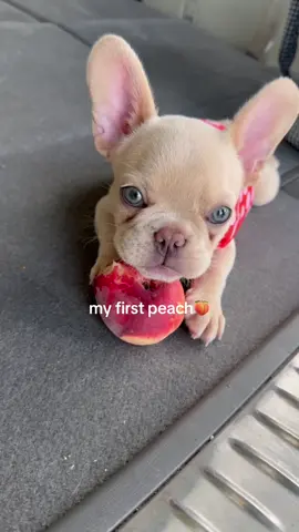 Peach puppy ASMR🍑  #frenchie #frenchbulldog #frenchiepuppy #frenchbulldogpuppy #puppy #puppylife #dreamdog #puppytiktok #Summer #peach #peaches #treat 