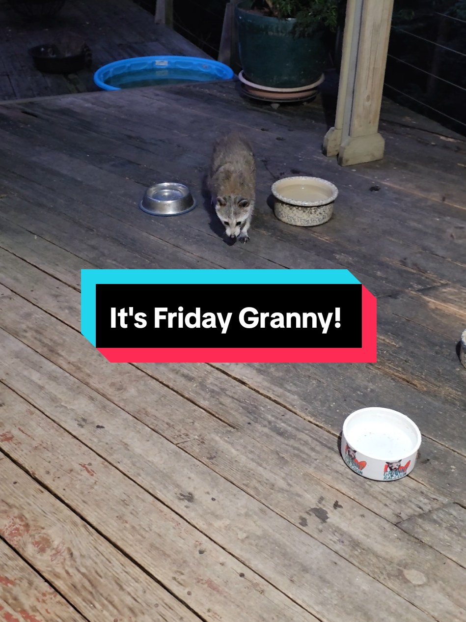 Granny is here! she's looking so great. her ear is healing wonderfully.  #grannyraccoon #beauty #raccoonsoftiktok #raccoons #coexist #wildlife #fyp #foryoupage #viral #viralvideo 