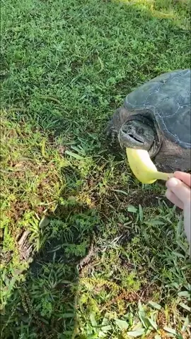 Turtle Core#turtle #funnytiktok #animals #funnyanimals #funnyturtles #foryou 