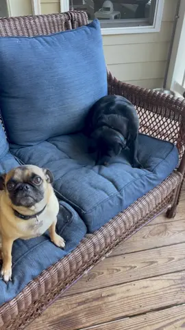 Lou~Dog will eat anything!!!! #pugsoftiktok #pug #lou #fyp #puglover #dude 