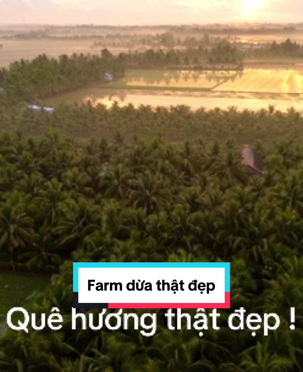 Buổi sáng ở Trà Vinh, vườn dừa còn đẫm sương. Mùi gió, mùi đất, mùi hoa dừa thơm nhè nhẹ. Và càng thêm động lực hành trình của mình và team cùng đi. Quê hương mình thật đẹp, chiến ! #mathoadua #nongnghiephanhphuc #huuco #khoinghiep 