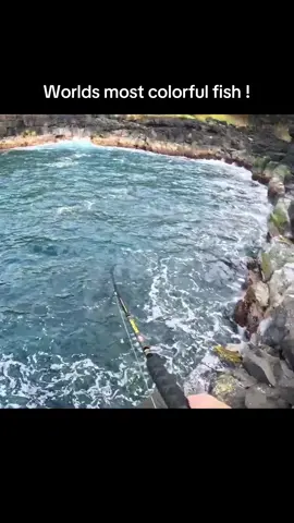 This fish was incredible. #fishing #fishinglife #catchandrelease #fish #rarefish