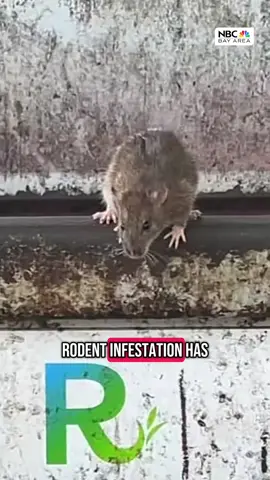#Rats run rampant around Vallejo's ferry building • #BayArea #Vallejo 