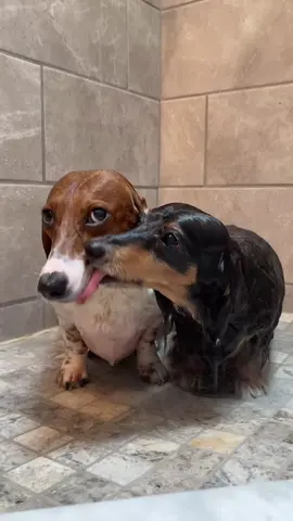 Sausage Shower #dachshundarts #dachshunddiscovery #dachshund #dachshunds #sausagedog #wienerdog #wienerdogs #germany #dachshundpuppy #dachshundlove #dachshundlife #wienerdogs Credit: 📷📸 Myles, Willow, Finn & Ember