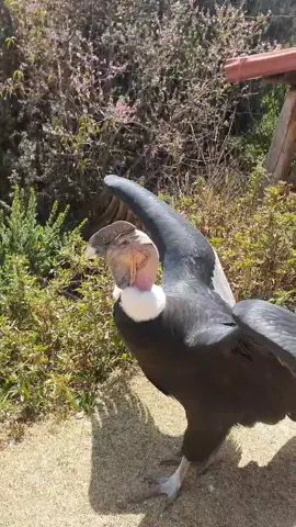 🦅 El Cóndor Andino: Majestuosidad en estado puro Elevándose sobre las cumbres sagradas de los Andes, el cóndor andino macho no solo representa el poder de la naturaleza, sino también el alma del mundo andino. Con una envergadura que alcanza los 3.2 metros y una presencia imponente, este guardián del cielo ha sido símbolo de libertad, sabiduría y eternidad desde tiempos inmemoriales. #CóndorAndino #GuardianDeLosAndes #WildlifePeru #ViajaConCastelo   #AndesPeruanos #BirdTok #NaturalezaViva  