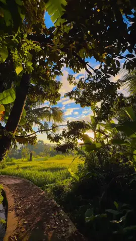 🌾🌿🌤️