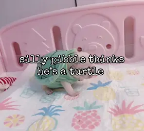 #pibble #pibblesoftiktok #pibblelove #fyp #foryoupage