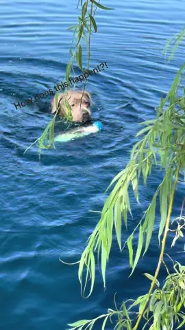 Just a normal day of fetch until a bass had the audacity to steal this ball… don’t think i’ll ever see that again! #dogsoftiktok #fishing #fishtok #dogs #fishlived #1inamillion 