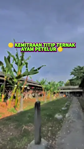 📈 Saatnya Mulai investasi ternak Ayam petelur sekarang! Mau punya ayam petelur tanpa repot? Titip Farm Ayam petelur, kami memudahkan Anda untuk berinvestasi di peternakan Ayam Petelur dengan sistem titip ternak yang aman dan menguntungkan. Cukup titipkan modal Anda, kami yang urus semuanya hingga siap panen! ✨Keuntungan yang Anda dapatkan: ☑️ Perawatan Profesional: Ayam Ras petelur Anda dikelola oleh ahlinya. ☑️ Pantau Setiap Waktu: Update perkembangan secara real-time. ☑️ Hasil Panen Optimal: Nikmati keuntungan tanpa repot. 💥 Investasi mudah, untung maksimal.Yukk!panen telur sambil panen cuan bareng Titip farm ayam petelur 🐔 #fyp#foryou#foryoupage#TitipTernak#BisnisAyamPetelur#AyamRasPetelur#UsahaTernak