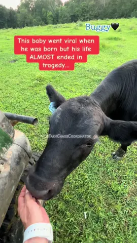 Buggy’s tragedy ended in a healthy success! 🖤 #farmlife #cow #farmtok #cowsoftiktok #fyp #foryou #foryoupage 