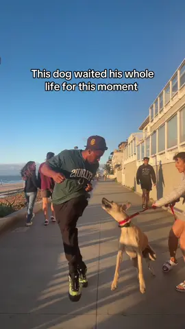 Dog is wildin #fyp #dance #la #dog #mcwagggnerrr 