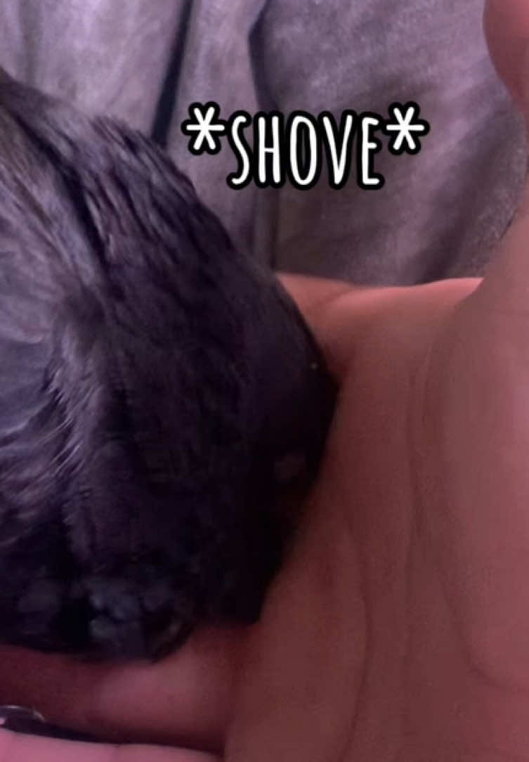 His love language is squish 🫳🏼🐦‍⬛ #fypシ゚ #petbird #pigeonsoftiktok #pigeontok #birdsoftiktok