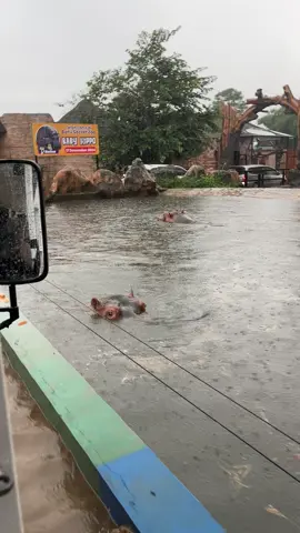 Ape ni ga berasa bang🦛🥕🥕 #kudanil #jatimpark2 #drivethruprank #malanghits #malangterkini #drivethruparkbatu 