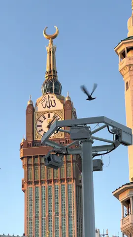 #برج_الساعة #مکّہ🕋 @مکّہ المکرمہ  @مکّہ المکرمہ Pigeons in Haram (Masjid al-Haram) in Makkah are a common and beloved sight, often referred to as 
