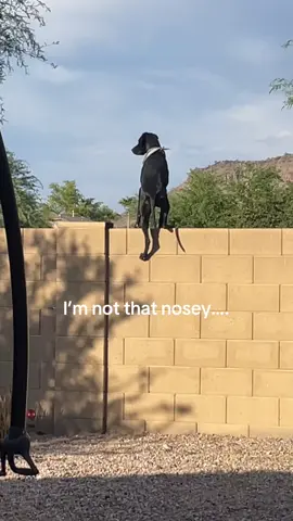 Bandit the neighborhood gargoyle ☠️