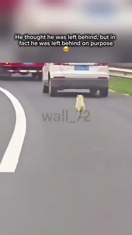 Poor dog 🥹 #dog #doggielife #sad #sadvibes #sadstory #animal #animallife #pooranimals #fyp #viral 