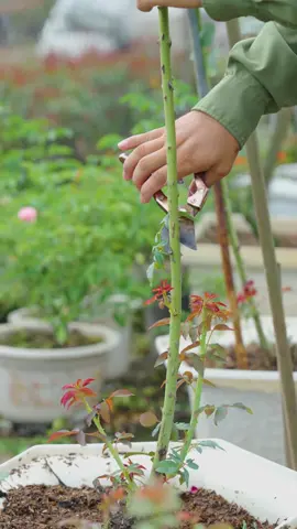 Có bạn nào đoán được vì sao phải cắt đi không ạ #hoahongmelinh #levanca #hoahong 