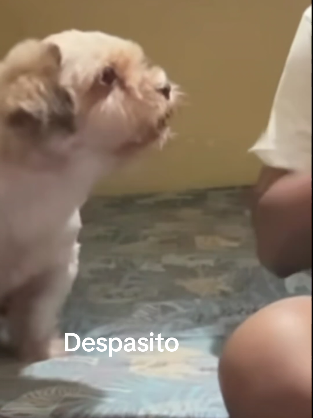 Despasito  #meme #trends 