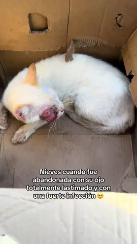 Nieves porfavor amigos ayudemos a que la puedan adoptar, ya la esterilizamos también 🥺😘😍🥹❤️