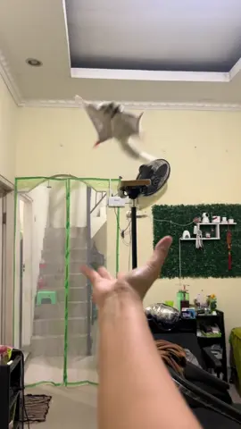 Ngeleg dikit gak ngaruh ya Candy namanya juga proses hihi 🫶🏻🥰🤏🏻 #raasugargliderbekasi #sugarglider #pecintasugarglider #sugargliderbekasi #sugargliders #sugargliderlovers #binatanglucu #jualsugargliderbekasi #sugarglidersoftiktok #sugargliderjakarta #kontessugarglider #jualsugarglidermurah #adoptsugarglider #lombasugarglider #hewanlucu 