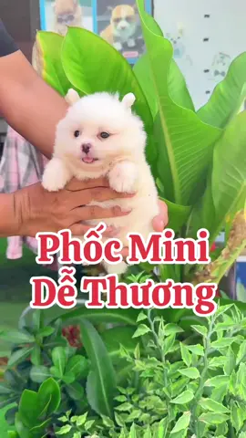 Phốc sóc mini dễ thương #thucunggiarecantho #phocsocmini #pomeranian #phocsocthuanchung #chó 