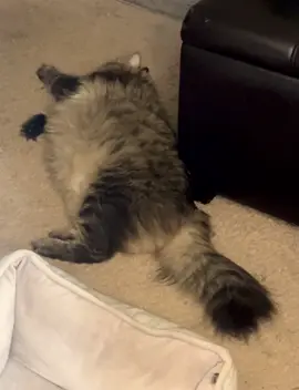 He wants nothing to do with me 🤣🤣#denjicuh #catsoftiktok #catlover #fypシ #catmom #cats #catsoftheworld #balloffur 
