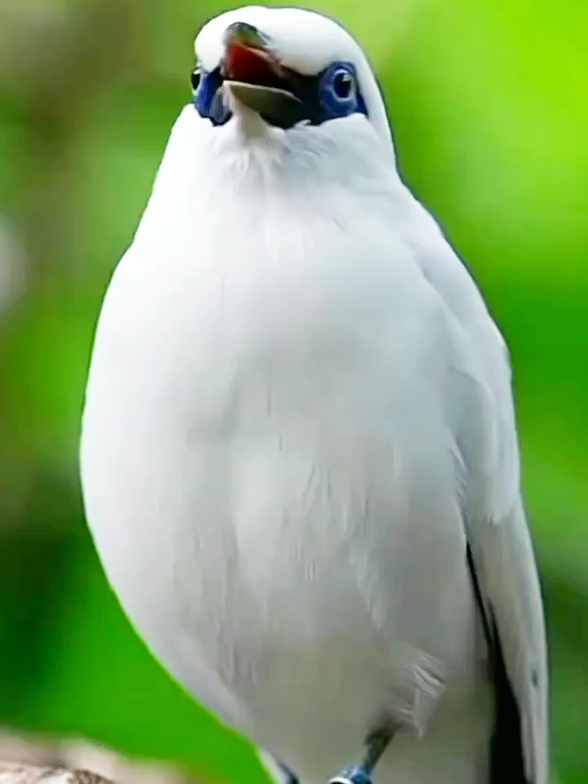 BURUNG JALAK BALI DI ALAM SEDANG BERKICAU... #burung #burungjalak #jalak #jalakbali #suaraburung #suarajalak #burungberkicau 