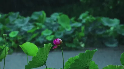 “Nguyện một lòng như đóa liên hoa, giữ tâm thanh tịnh giữa nhân gian. Cầu cho kiếp người không còn khổ lụy, nhờ ánh từ bi Đức A Di Đà soi sáng.”  Liên Hoa - Phương Mỹ Chi #lienhoa #phuongmychi 