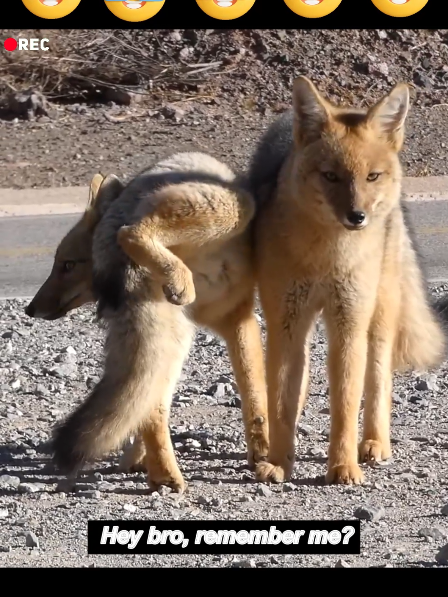 A shy yet adorable hello from the foxes 😃😃 #foxes #animals #wildanimals #animalsworld #wildlife #cuteanimals #funnyvideos #animalsoftiktok #tiktokanimals 