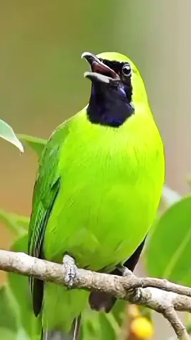 SUARA BURUNG CUCAK HIJAU DI ALAMNYA... #suaraburung #cucak #cucakijo #cucakhijau #burungcucak #burung 