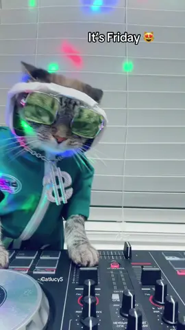 #gato #dancingcat #catdj #tomorrowland @AlphaTheta / Pioneer DJ USA @Tomorrowland @James Hype 