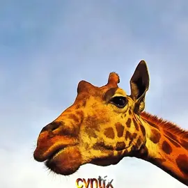 THEY’RE SO CVNTY #giraffe #giraffesedit #giraffeedit #giraffekick #africa #savannah #grasslands #naturebeef #finalgirl #diva #clocked #gagged #bang2 #editaudios #fyp #fypシ゚viral #foryoupage #capcut #fypシ゚viral #viraltiktok #viraledit #xyzbca #reticulatedgiraffe 