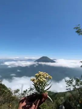 #gunungsumbing #bunga #edelweiss #mountain #masukberanda #fyp #4u 