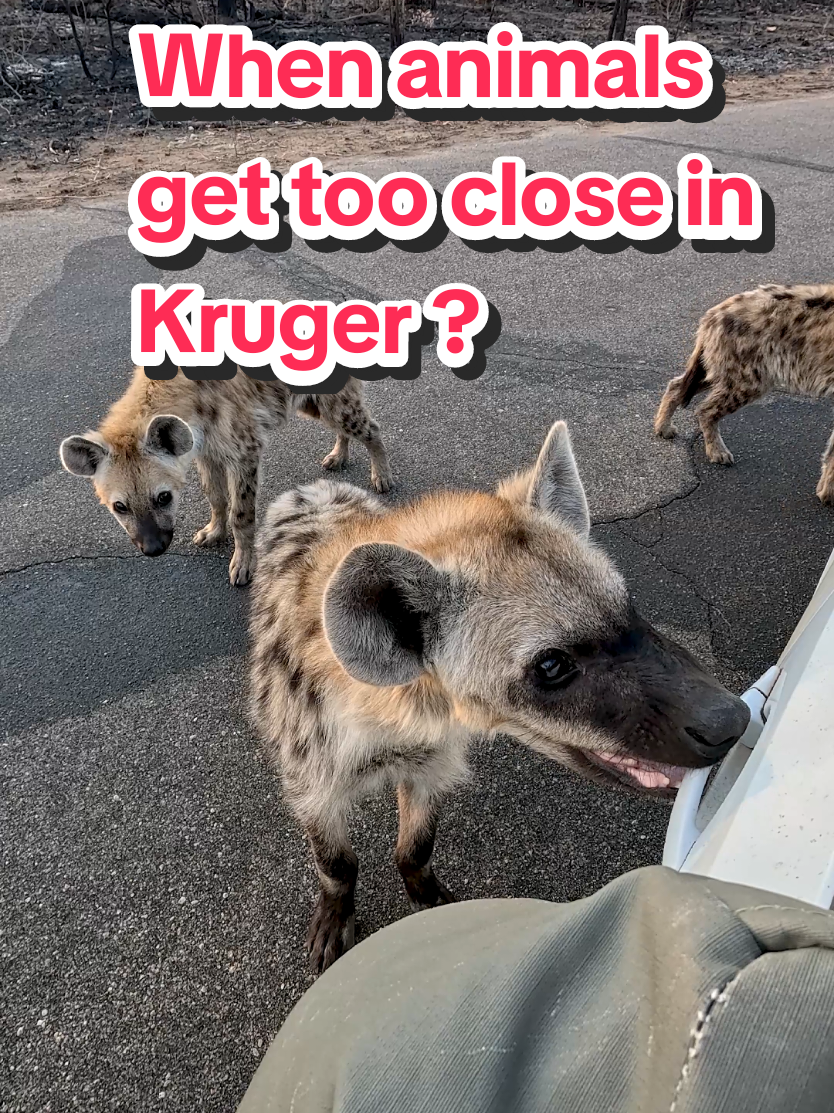 They are just being curious but they need to know where your space starts! #kruger #hyena #krugernationalpark 
