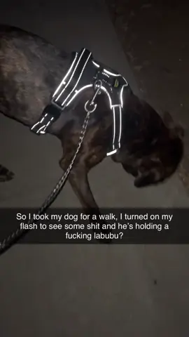 I realized it was fake but how tf my dog come up w a labubu head?? #fyp #labubu #trending
