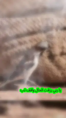 صلو على من ينادي يوم القيامة امتي أمتي🥰  #امدرمان_السودان  #سودانيز_تيك_توك_مشاهير_السودان  #وصلوني10kمتابع_100k_لايكات @مكي 