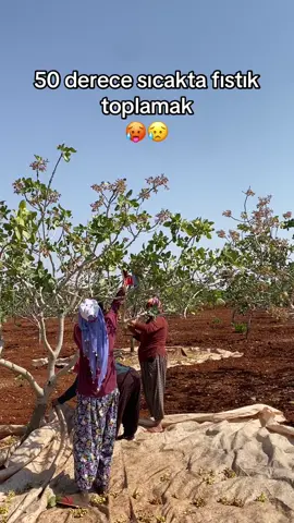 Fıstık #antep #fıstık #antepfıstığı #barak #oğuzeli #gaziantep27 #sıcak #yaz #2025 