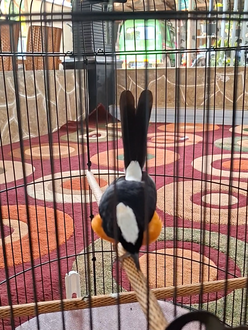 alhamdulillah..akhirnya punya burung impian murai avatar/sabah..saran kasih nama unik apa gaessss 😎 #semua #capcut  #muraibatu #muraimudahutan #muraibatuborneo #muraibatuindonesia #muraibatubanjar #muraiavatar #muraisabah 