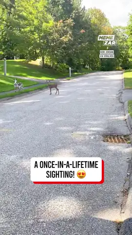 #Piebald deer spotted in Maine #awareness #positivity #Deer #nature #many thanks to the original creator of this video 