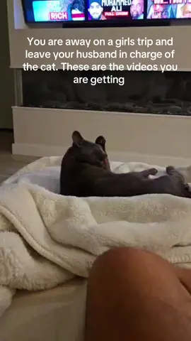 P.s. when you husband is actually funny #catsoftiktok #creatorsearchinsights 