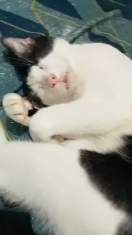 Sarap ng tulog mayhilik pa si yolo 😂😂 #mycats #yolo #viral #foryoupage 