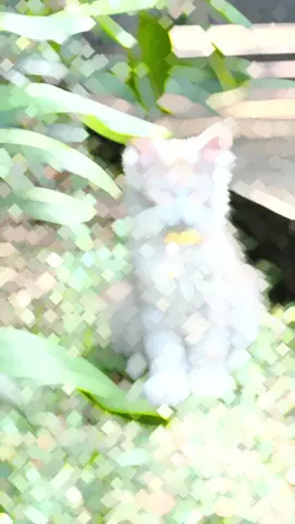#fypシ゚viral #adopsikucingjakarta #tiktokviral #pecintakucing #kucinglucu #catlover #maincoon 