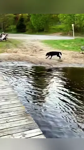 Funny animals 😂😂  #pet #cat #dog #cute #animals #foryou #typ